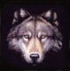 redwolfPhoto