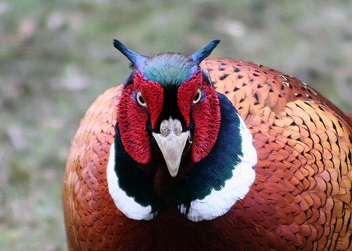 phat_pheasant.jpg