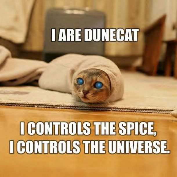 Dunecat.jpg