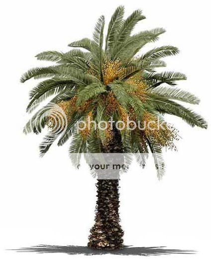 palm-fruited_zpsgtar1ri5.jpg