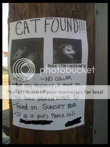 cat_found.jpg