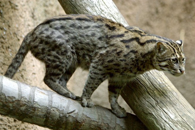 FishingCat-m.jpg