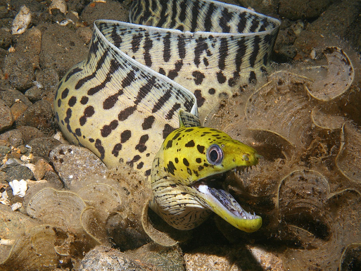 FimbriatedMorayEel0306.jpg