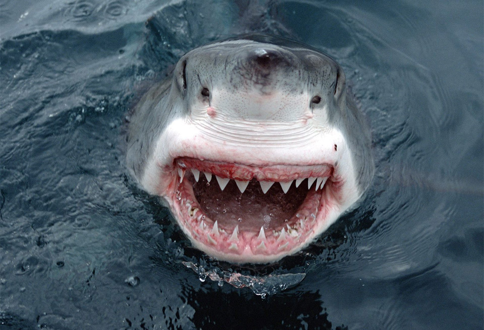 great-white-shark-close-up.jpg
