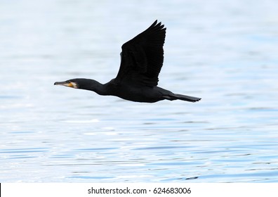 great-cormorant-phalacrocorax-carbo-blac