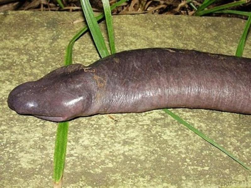 Atretochoana_eiselti.jpg