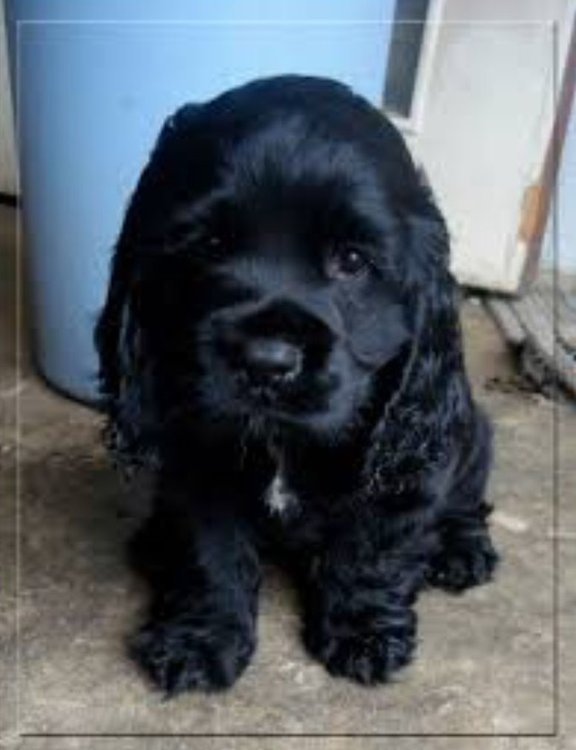 Blacky.jpg