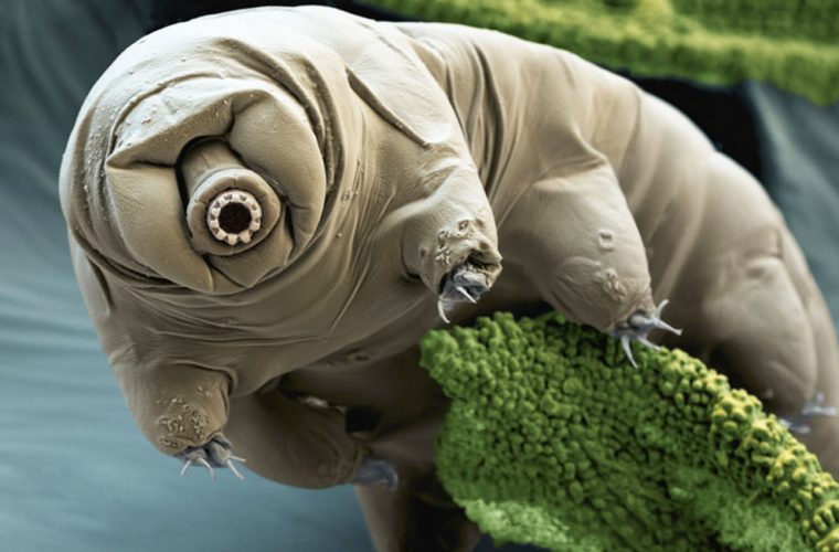 Tardigrades-ppcorn-760x500.jpg