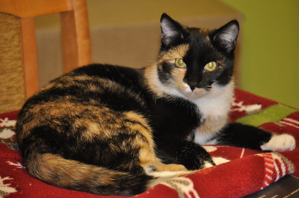 Latka_1st_cat.thumb.JPG.36ec930c767eb8f7e5cdfa2ab918a1d2.JPG