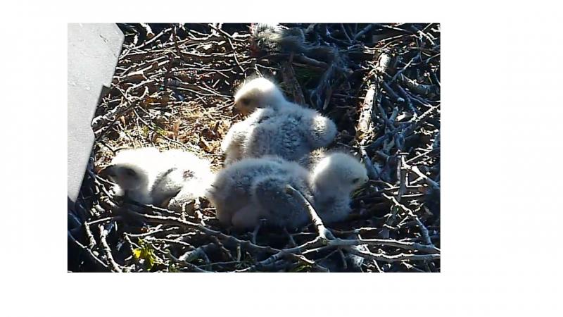 Red Tailed Hawk chicks.jpg