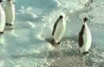 post-32381-1234185085_thumb.gif