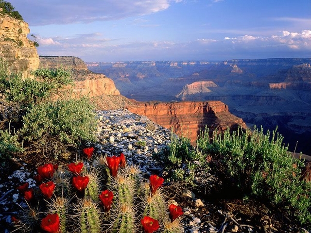 Claret Cup Cactus, Grand Canyon National Park, Arizona.jpg