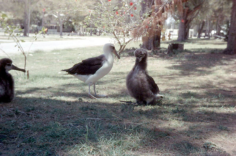 800px-Laysan_Albatross_and_chicks,_Midway_Island_1958.jpg