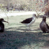 800px-Laysan_Albatross_and_chicks,_Midway_Island_1958.jpg