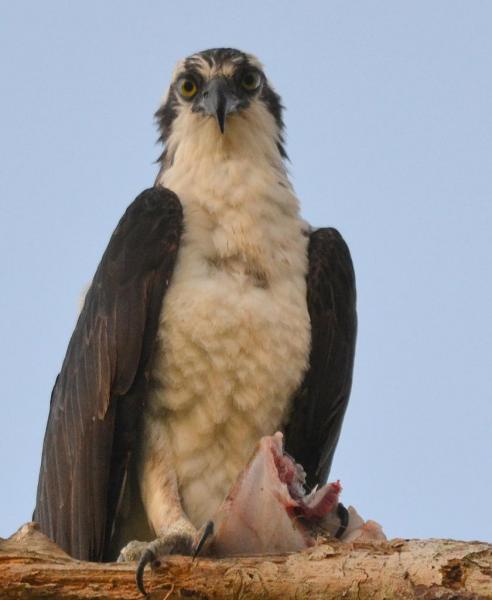 Osprey_Fluke_4.jpg