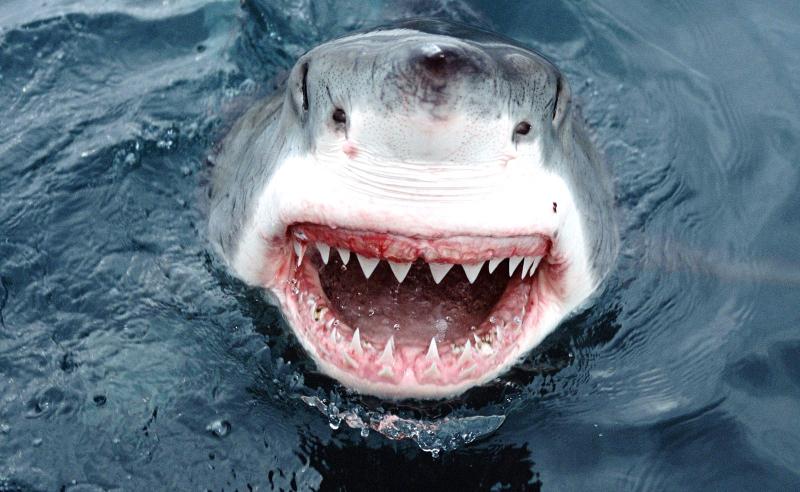 Great-White-Shark-teeth-dantania-blogspot-com.jpg