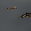 F-15J and F-15DJ Aggressor in Formation