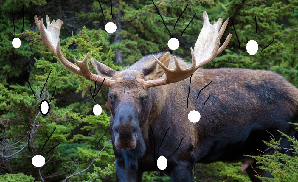 moose.jpg