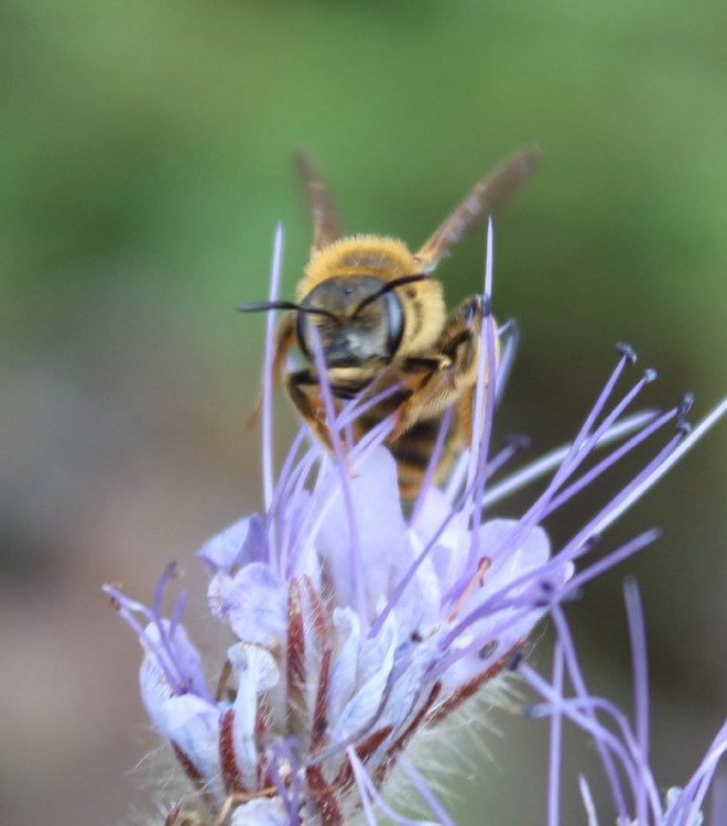 683a0465c88c7_WildbieneMai2020.thumb.jpg.5029655b3108ee596614d556691828b6.jpg
