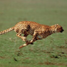 Gepard