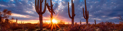Cacti.jpg
