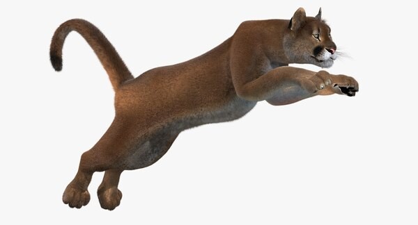 cougar3dmodelanimatedfur01.jpg.25f896163af0747b070832d47c723ecb.jpg
